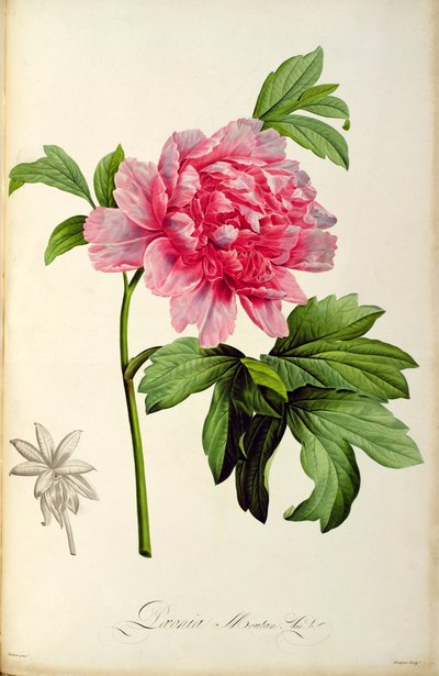 Paeonia Moutan, c.1799 (gravure colorée à la main) - Pierre Joseph Redouté